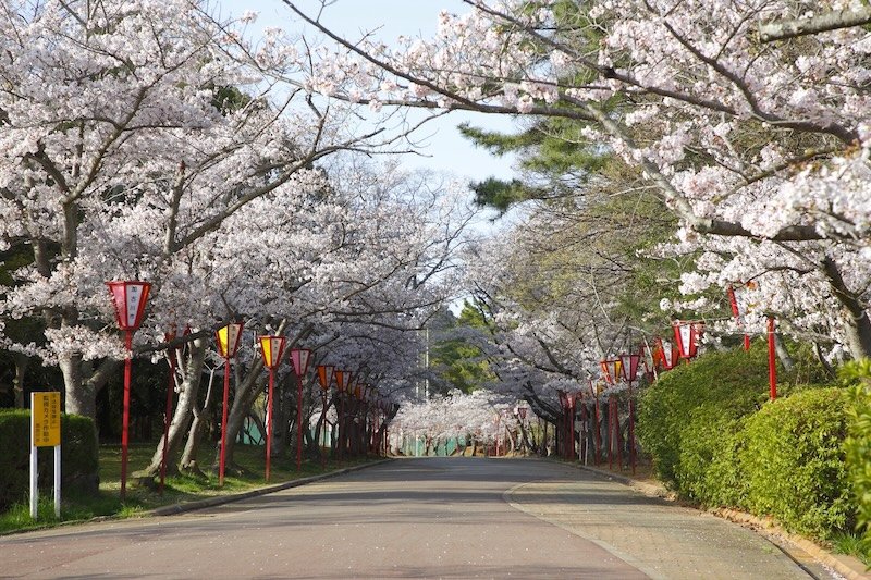 花見シーズンの「日岡山公園」